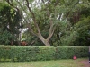Alter Baum Alter Baum
