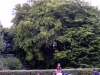 Großer Baum Großer Baum